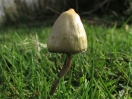 liberty cap