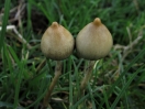 liberty cap