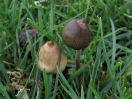 liberty cap