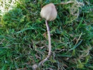 liberty cap
