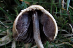 Buy Liberty Caps Mushroom California.