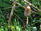 liberty cap
