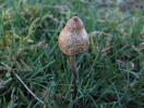 liberty cap