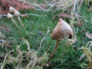 liberty cap