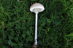 Slender Parasol