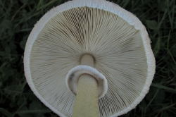 Gills