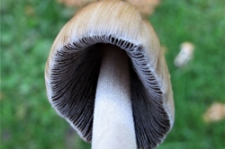 Gills