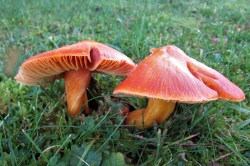 Splendid Waxcap