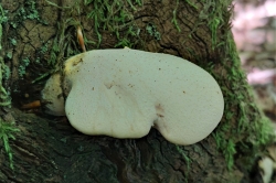 Habitat
