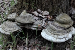 Hoof Fungus