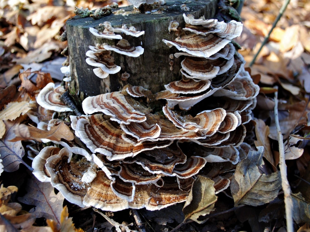 Turkey Tail