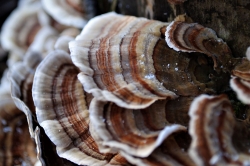 Turkey Tail