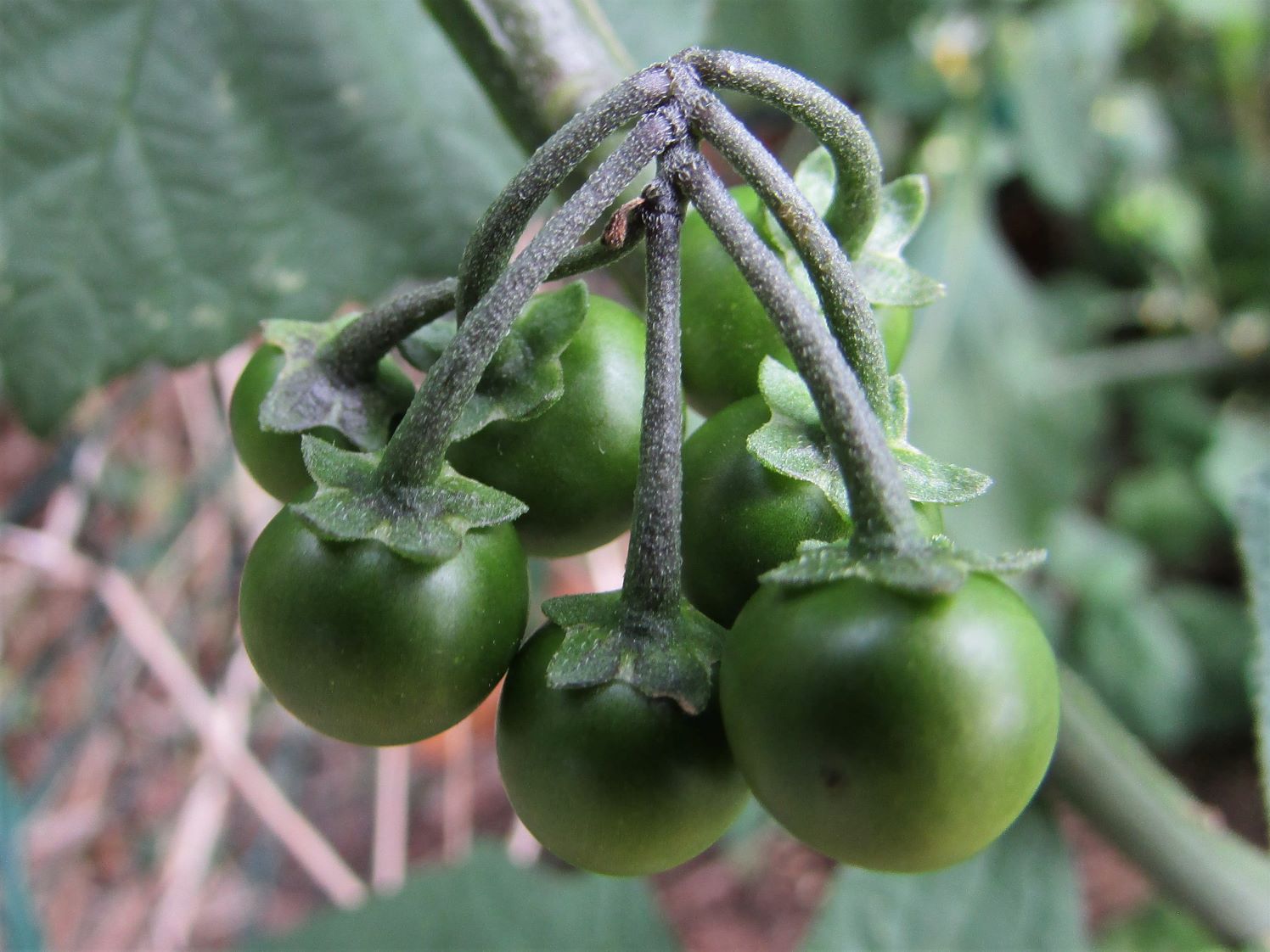 Tomato nightshade clearance