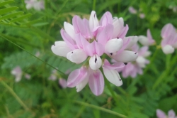 Crown Vetch