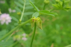 Seed Pods