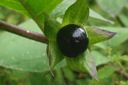 Fruit