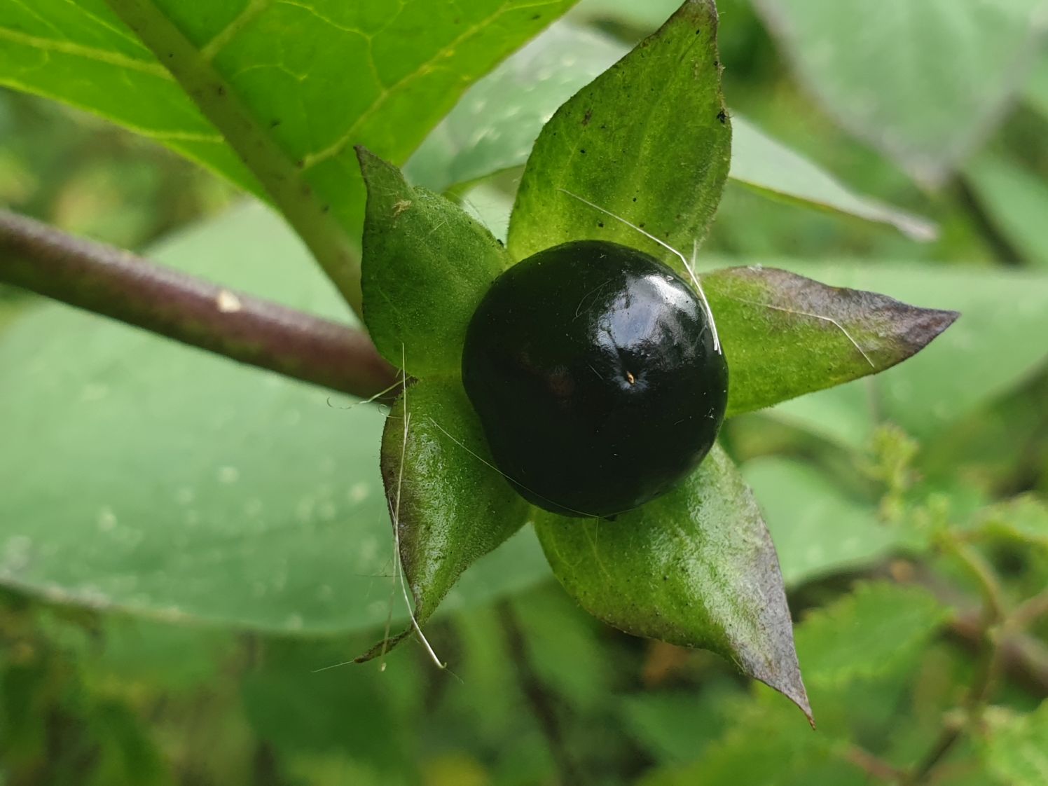 Deadly nightshade