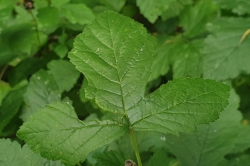 Leaves