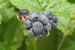 Dewberry