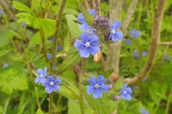 Green Alkanet