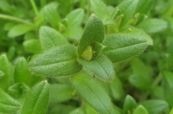 Mouse-Eared Chickweed