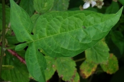 Leaves