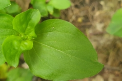 Leaves