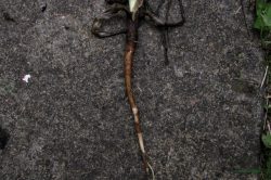 Roots