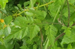 Leaves