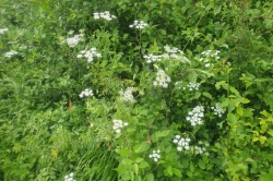 Rough Chervil