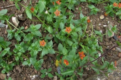 Pimpernel