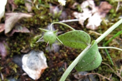 Seed Pods