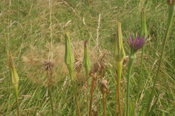 Salsify