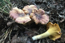 Amethyst Chanterelle