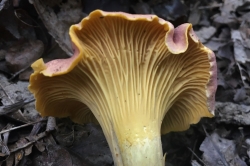 Gills