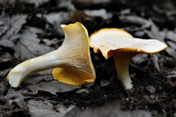 Frosted Chanterelle