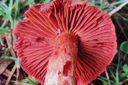 Gills