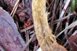 Flesh