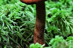 Stem