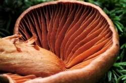 Gills