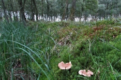 Habitat