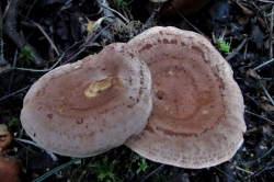 Fenugreek Milkcap