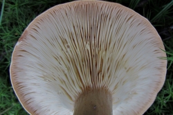 Gills