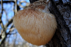 Lion's Mane