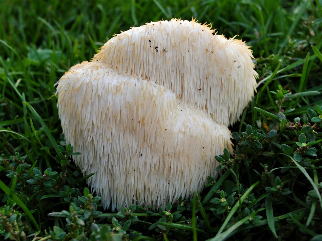 Lion's Mane