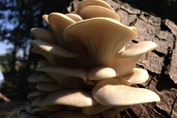 Pale Oyster Mushroom