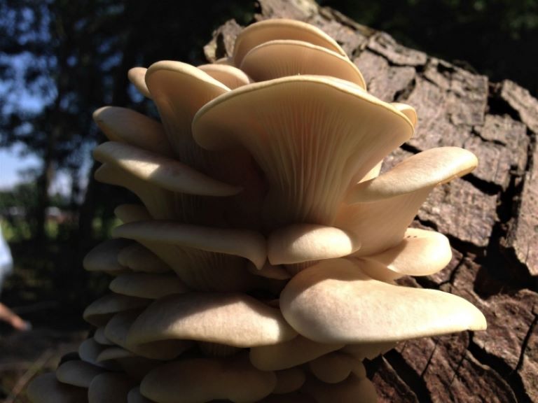 Trees and their fungal partners