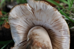 Gills