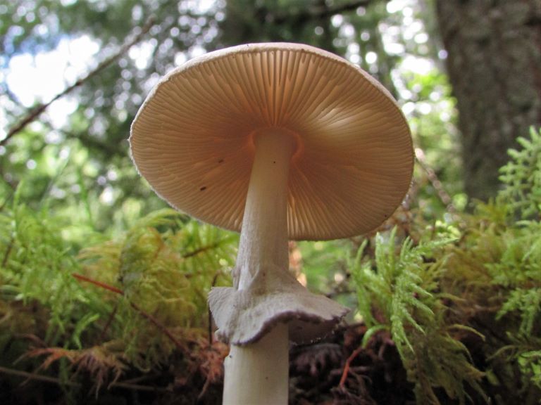 The Most Poisonous UK Fungi Part 1.