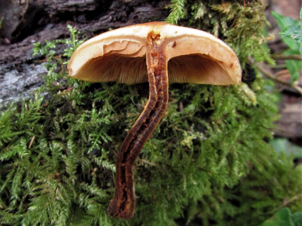 The Most Poisonous UK Fungi Part 1.